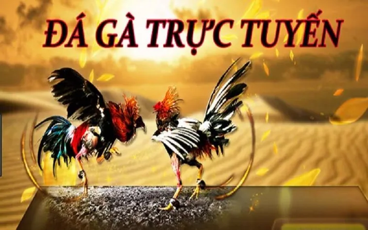 Đá Gà 188Bet Hấp Dẫn Không Thể Bỏ Lỡ Cho Người Chơi 1 Đá Gà 188Bet Hấp Dẫn Không Thể Bỏ Lỡ Cho Người Chơi